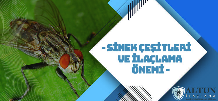 sineek cesitleri ve ilaclama onemi sineek cesitleri ve ilaclama onemi